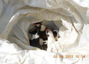 Καρδίτσα: Πέταξε πέντε κουτάβια μέσα σε τσουβάλι